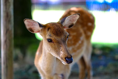 Brown and White Animal thumbnail