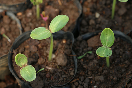 green leafed plant thumbnail
