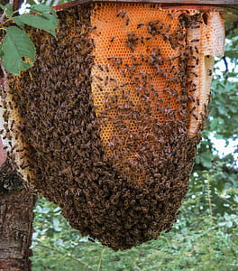 swarm of bee and bee hive on tree thumbnail