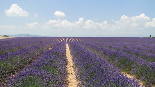lavander flower field during daytime thumbnail