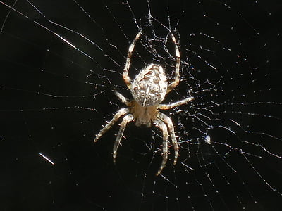 brown barn spider on spiderweb thumbnail