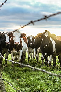 herd of white, brown, and black cows thumbnail