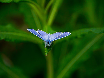 macro photo of female common blue butterfly perched on green leaf thumbnail