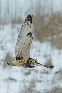 white and black owl flying thumbnail