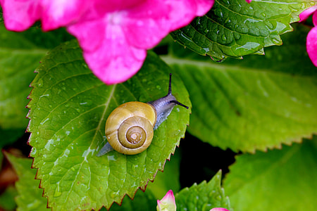 purple snail in leaf thumbnail