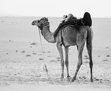 Monochrome Photo of Camel thumbnail