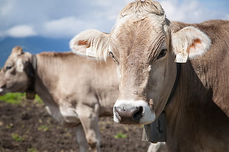 two brown cattles standing on brown field at daytime thumbnail