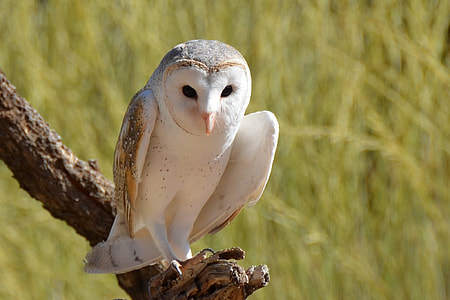 white owl on tree branch during daytime thumbnail