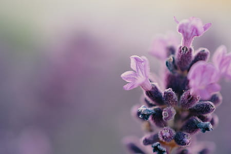 Purple Petaled Budding Flower thumbnail