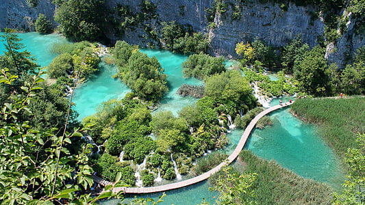 aerial photography of green trees thumbnail