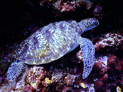 Underwater Photography of Brown Sea Turtle thumbnail