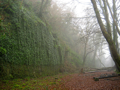 green tree during fogs thumbnail