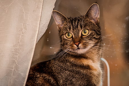 selective focus photography of grey tabby cat thumbnail