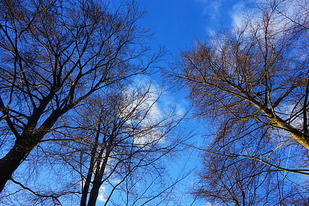 brown trees thumbnail
