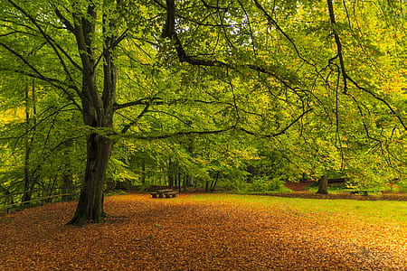 brown wooden table under tree thumbnail