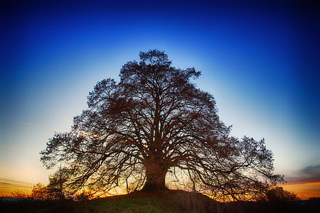 green trees during golden hour thumbnail