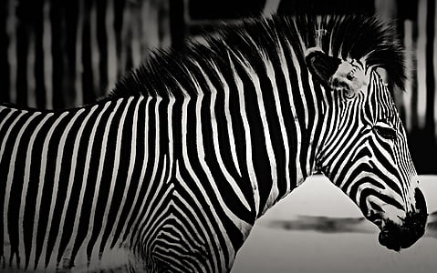 Zebra thumbnail