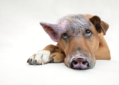 edited photo of tan and white dog mixed by pig thumbnail