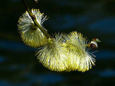 close up photo of flower thumbnail