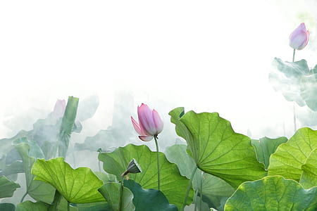 green leaf plant near pink blooming flower during daytime thumbnail