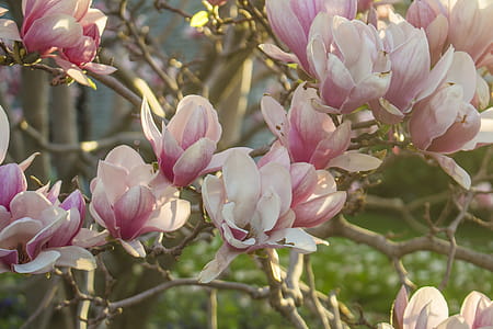 Pink Spring Blossoms Photo thumbnail