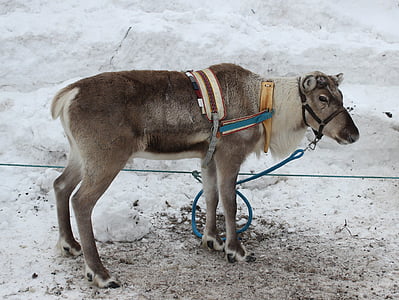 brown goat with harness on pavement thumbnail