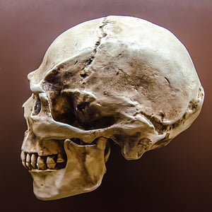 skull photo thumbnail