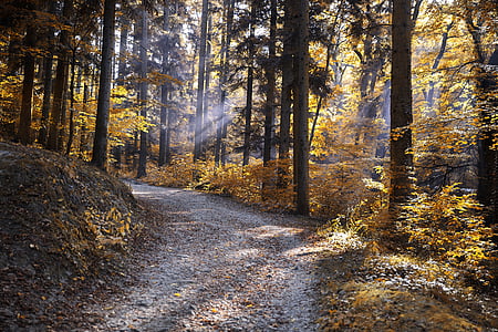 landscape photography of brown leafed trees thumbnail