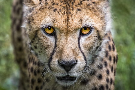 selective focus of cheetah thumbnail