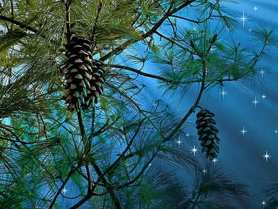 pine cones hanging on tree thumbnail
