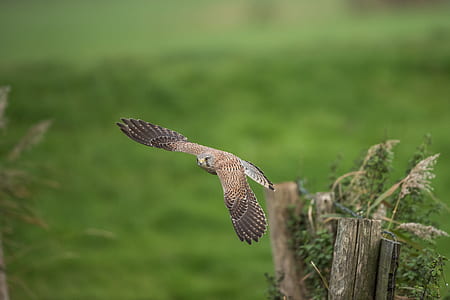 eagle flying above grass field thumbnail