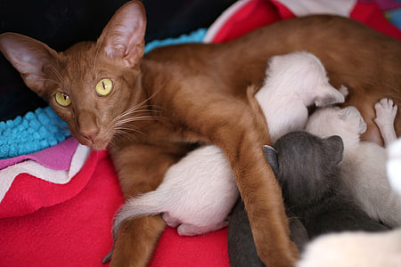 brown cat thumbnail