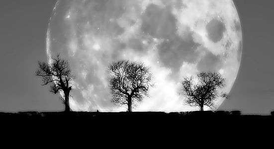 silhouette photography of three bare trees in front of moon thumbnail