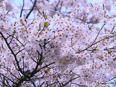 Cherry, Cherry Blossoms thumbnail