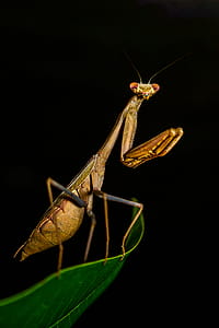 Brown Praying Mantis In Close-up Photography thumbnail