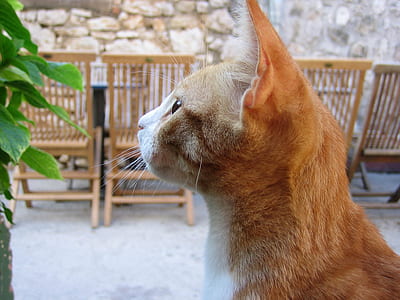 Side View of Orange Tabby Looking at Green Plant thumbnail