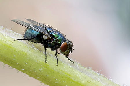 selective focus photography of fly thumbnail