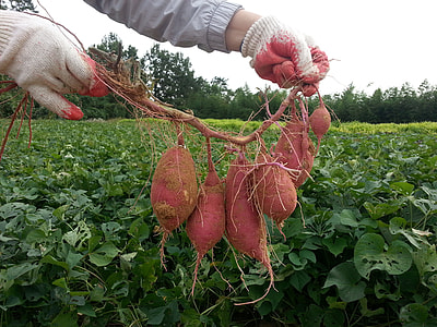 person holding sweet potatoes thumbnail