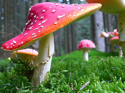 shallow focus photography of red and white mushroom thumbnail