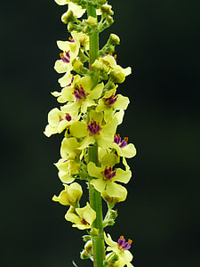 Black Mullein, Verbascum Nigrum thumbnail