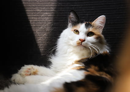 Cat Lying On Sofa thumbnail