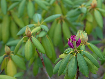 purple petal flower thumbnail