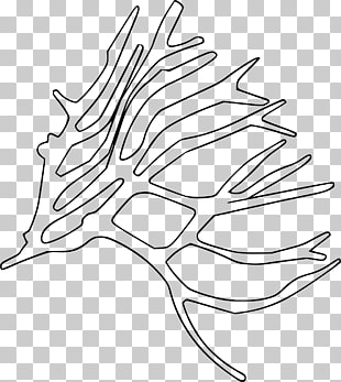 sea plants png clipart