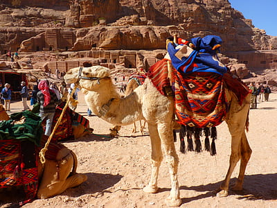 textiles on camel thumbnail