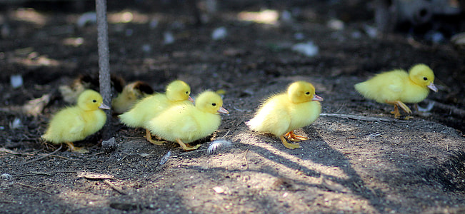 five yellow chicks thumbnail