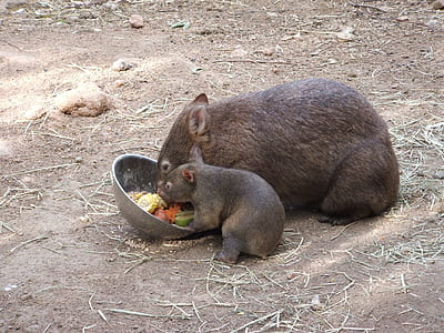 two black boars eating thumbnail