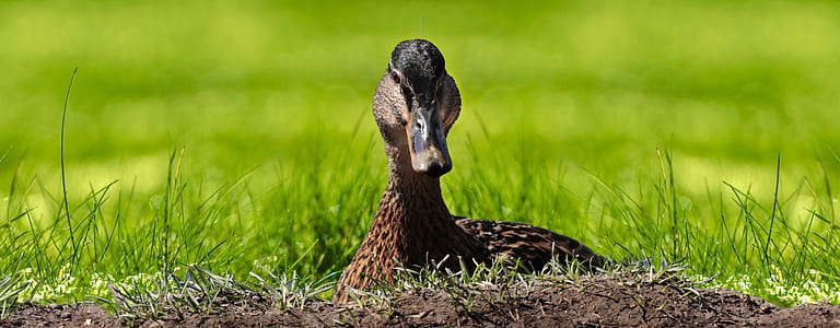 brown duck on ground at daytime thumbnail