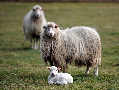 photo of gray sheep during daytime thumbnail