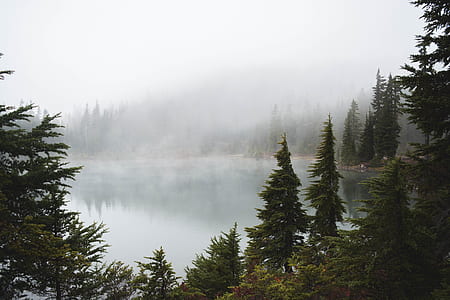 green pine tree fog forest thumbnail