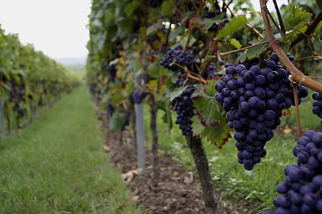 selective focus of black grapes thumbnail